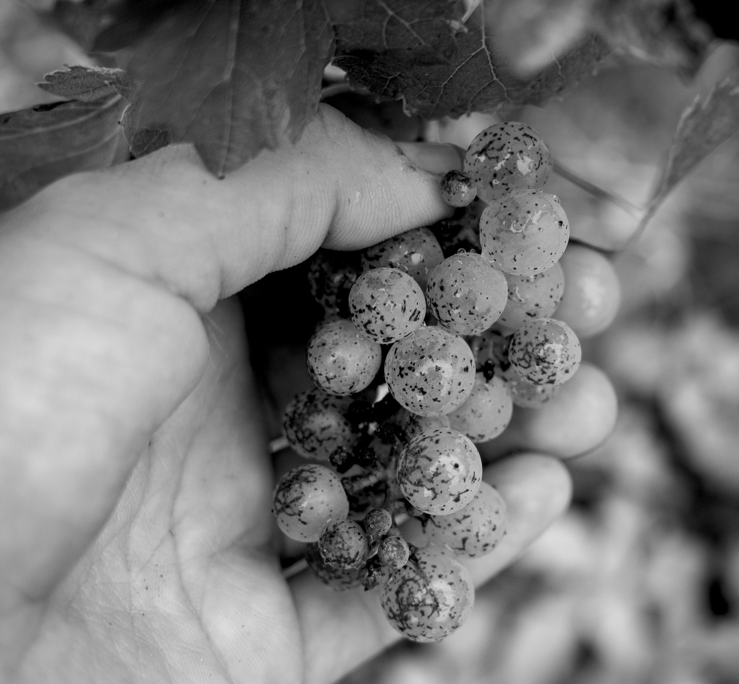 De beaux raisins pour de grands vins